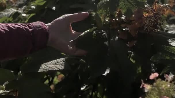 Main Femme Jouant Avec Les Feuilles — Video