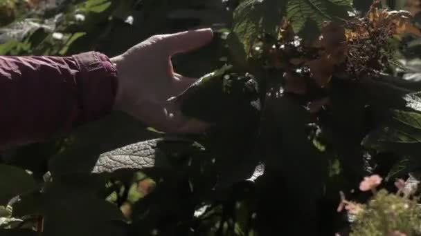 Kvinnans Hand Leker Med Löven — Stockvideo