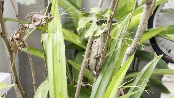 Egzotik Kılık Değiştirme Ustası Bukalemun Doğulu Bahçe Kertenkelesi Kalotlar Versicolor — Stok video