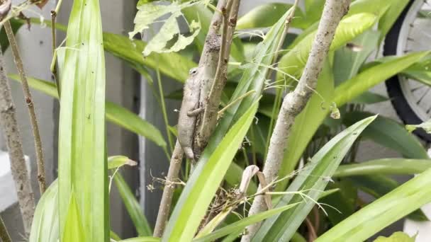 Little Master Disguise Wild Chameleon Oriental Garden Lizard Calotes Versicolor — Vídeo de Stock