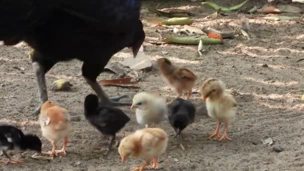 Beautiful Hen Chicks Mom Finding Food Chicks — Stockvideo