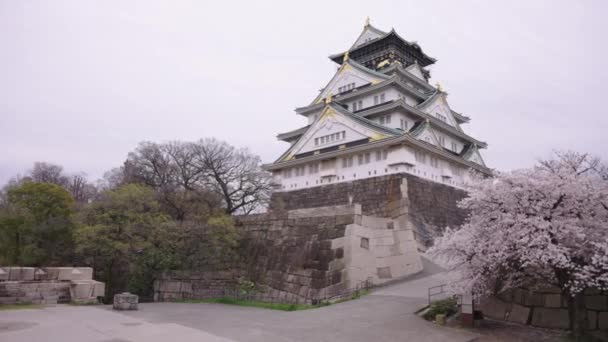 Japan Spring Osaka Castle Cherry Blossom Tree — стоковое видео