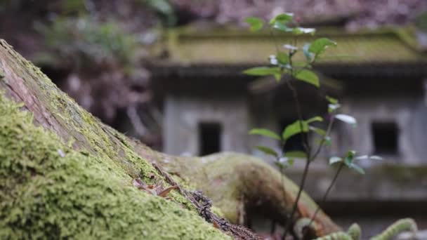 Alter Verlassener Bemooster Schrein Wald Von Japan — Stockvideo