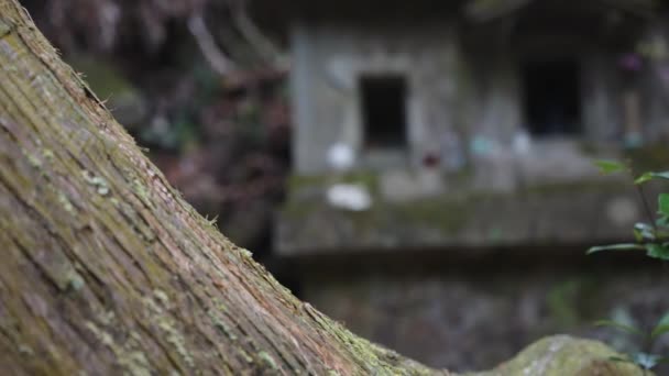 Moss Covered Japanese Shrine Abandoned Alone Forest — Stockvideo