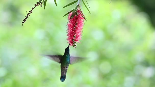 Yeşil Menekşe Colibri Thalassinus Yavaş Çekimde Kırmızı Şişe Fırçasıyla Melaleuca — Stok video