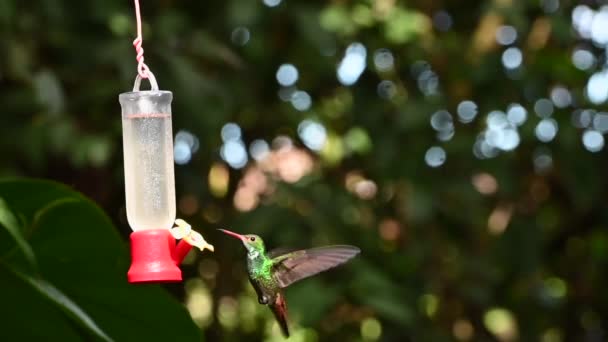 Pasăre Colibri Coadă Robustă Amazilia Tzacatl Hoovering Jurul Unui Alimentator — Videoclip de stoc