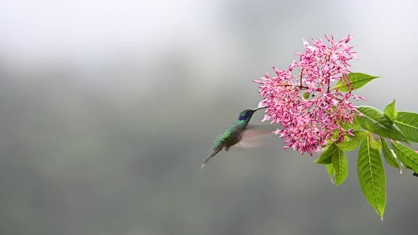 Violeta Verde Colibri Thalassinus Alimentándose Una Baya Rosa Fucsia Arborescens — Vídeos de Stock