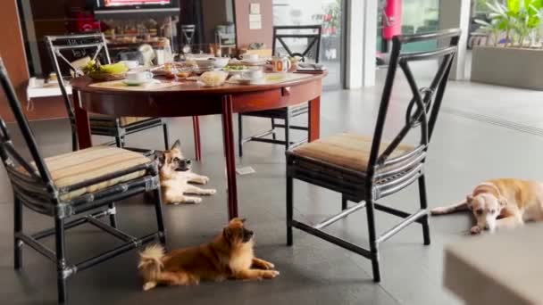 Cute Pet Dogs Siedzi Przez Rodzinny Stół Jadalny Domu — Wideo stockowe