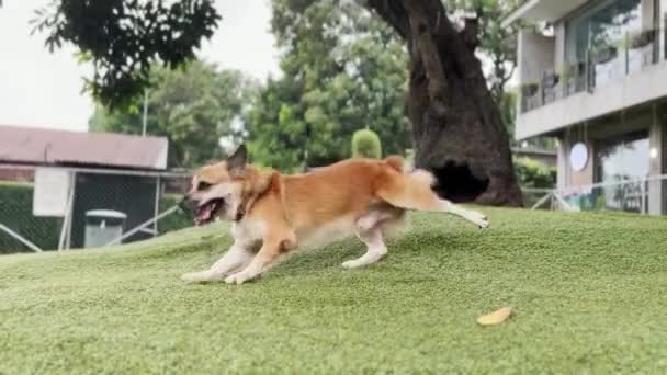 Ευτυχισμένο Ενθουσιασμένοι Παιχνιδιάρικο Corgi Μείγμα Καφέ Σκυλί Κλοτσιές Χόρτο Στο — Αρχείο Βίντεο