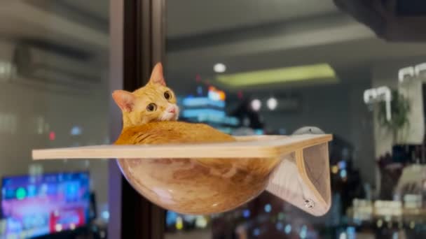 Dům Domácí Mazlíček Oranžová Tabby Cat Chlazení Okně Montáž Transparentní — Stock video