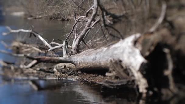 Large Dry Tree Falls Ground Soft Focus Slight Shift Selective — Wideo stockowe