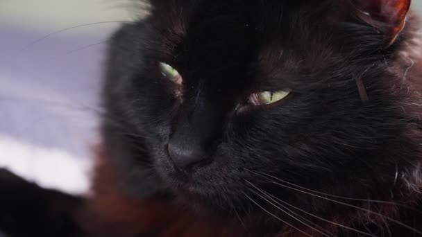 Close Handheld Shot Black Cat Looking — Vídeos de Stock
