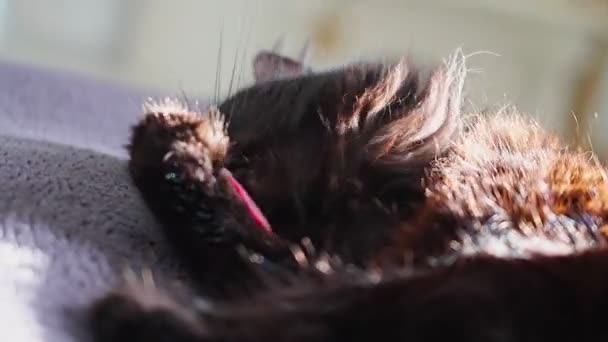 Black Cat Washing Paw While Laying Bed — Vídeo de Stock