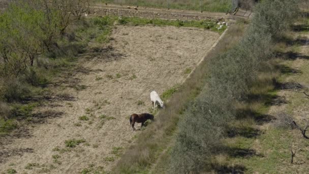 Cavalo Marrom Branco Comer Grama Arquivado Campo Espanhol — Vídeo de Stock