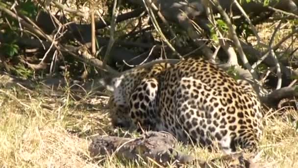 Leopard Panter Jíst Okawango Delta — Stock video