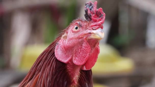 Güzel Tavuk Erkeği Evde — Stok video