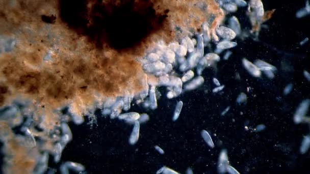 Hohe Dichte Einzelliger Paramecium Protozoen Unter Dem Mikroskop — Stockvideo