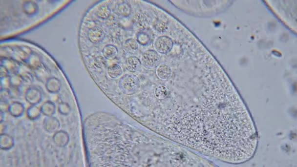 High Density Unicellular Paramecium Protozoa Microscope — Vídeo de Stock