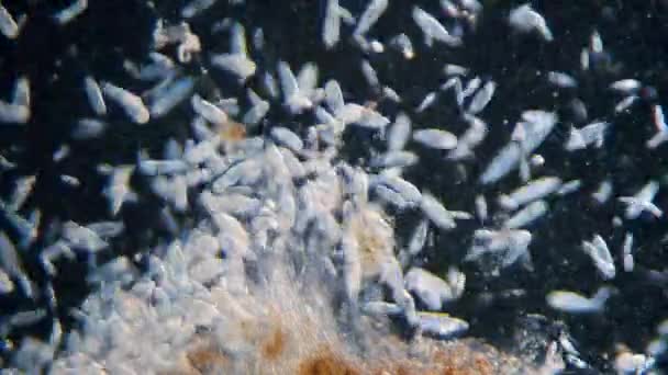 Nagy Sűrűségű Egysejtű Paramecium Protozoa Mikroszkóp Alatt — Stock videók