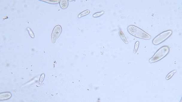 Hoge Dichtheid Van Eencellige Paramecium Protozoa Onder Microscoop — Stockvideo