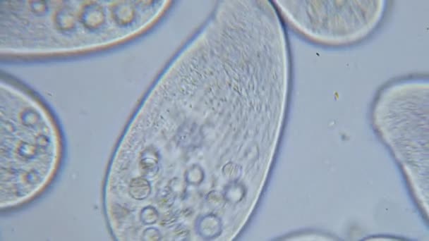 High Density Unicellular Paramecium Protozoa Microscope — стоковое видео