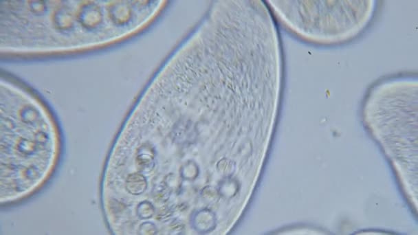 Alta Densidad Protozoos Paramecio Unicelular Bajo Microscopio — Vídeos de Stock