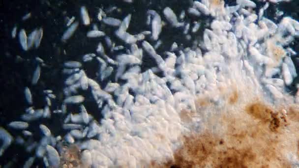 Nagy sűrűségű egysejtű paramecium protozoa mikroszkóp alatt