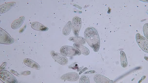 Hoge Dichtheid Van Eencellige Paramecium Protozoa Onder Microscoop — Stockvideo