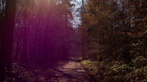 Camera Pans Out Autumnal Forest Blue Sky Sun Also Creates — Vídeo de Stock