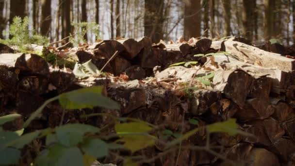 Stos Starymi Wyciętymi Kłodami Leży Lesie Pierwszym Planie Zielone Liście — Wideo stockowe