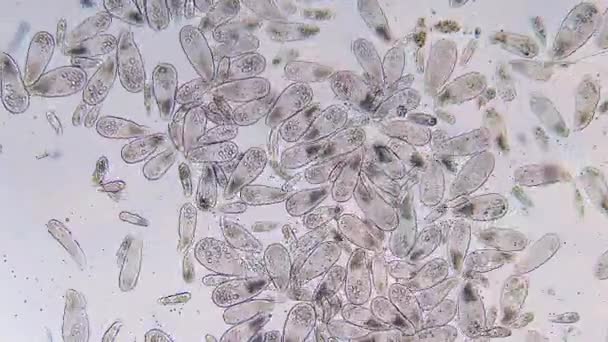 Nagy Sűrűségű Egysejtű Paramecium Protozoa Mikroszkóp Alatt — Stock videók