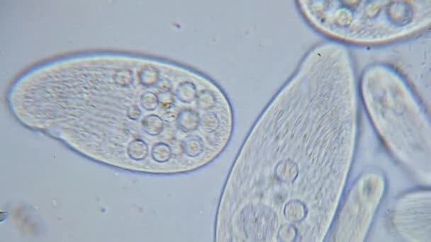 High Density Unicellular Paramecium Protozoa Microscope — Vídeos de Stock