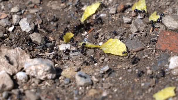 Primo Piano Macro Shot Molte Formiche Che Mangiano Patatine Terra — Video Stock