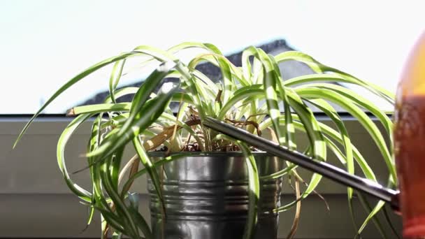 Watering Potted Spider Plant Next Sunny Windowsill Home Static Close — Stock Video