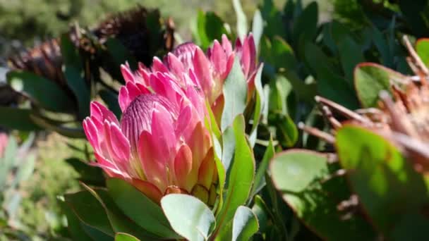 Roze Koning Protea Rotsen Wind — Stockvideo