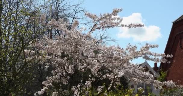 Розовое Бисквитное Дерево Рядом Крышей Дворе Церкви Орфорде Побережье Саффолка — стоковое видео