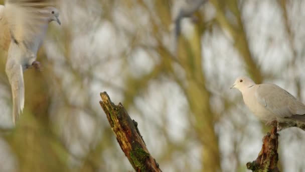 Een Stilstaande Opname Van Duiven Een Naderende Duif Probeerde Een — Stockvideo