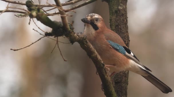 Video Cercano Estacionario Jay Miembro Una Serie Especies Aves Paseriformes — Vídeo de stock