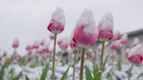 Różowe Tulipany Pokryte Śniegiem Zimie Zbliżenie Zakłócenia — Wideo stockowe