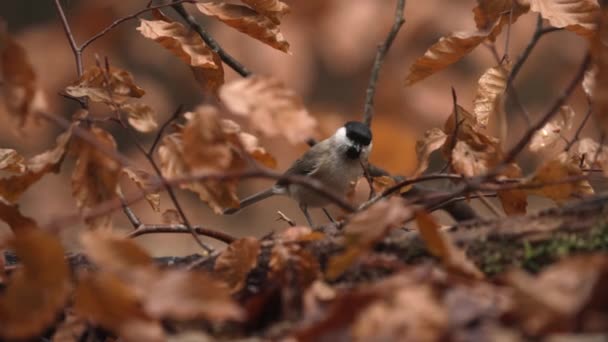 Eurasian Blackcap Cercado Por Terra Marrom Queda Folhagem Colorida — Vídeo de Stock