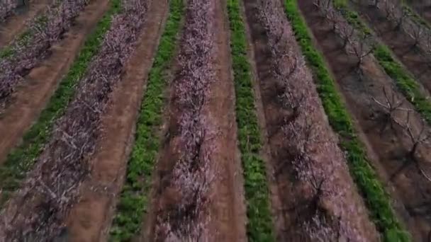 Dron Postupuje Vpřed Vzdušné Pole Zelené Pšenice Letecký Pohled Velké — Stock video