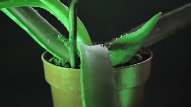 Roślina Aloe Vera Doniczkowa Obrót Strzału Wybiórcze Skupienie Zielone Światło — Wideo stockowe