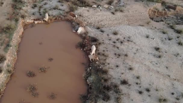 Nagranie Wody Pitnej Bydła Małego Stawu Izraelu Katzir Stado Bydła — Wideo stockowe