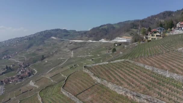 Luchtfoto Van Grote Wijngaarden Berghelling — Stockvideo
