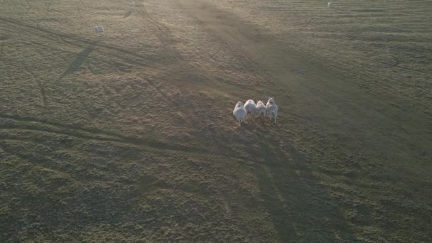 White Sheeps Walking Grassland Sunrise Ireland Inglês Antena — Vídeo de Stock