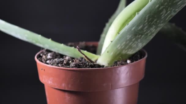 Planta Maceta Aloe Vera Tiro Giratorio Enfoque Selectivo Escena Primer — Vídeos de Stock