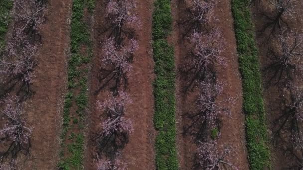 黒スグリの茂みの行のトップビュー イスラエル ゴランハイツ メヴォ浜で栽培された土地 空中写真 ドローン撮影 ウクライナの農業地帯 農業産業 アート壁紙 — ストック動画