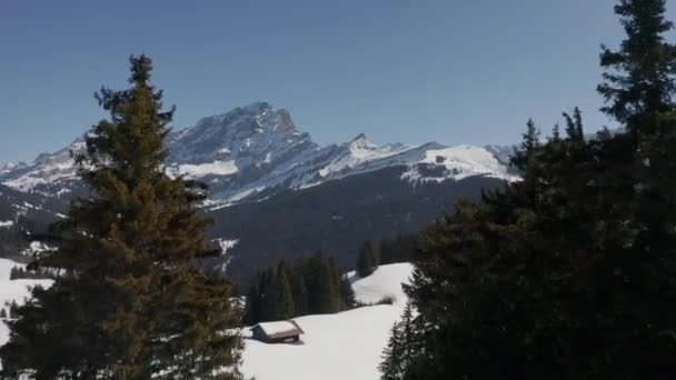 Drone Volando Entre Pinos Revelando Hermoso Valle Cubierto Nieve — Vídeos de Stock