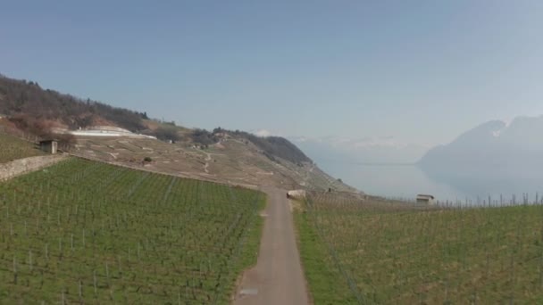 Aus Der Luft Über Große Und Riesige Weinberge Drohne Steigt — Stockvideo