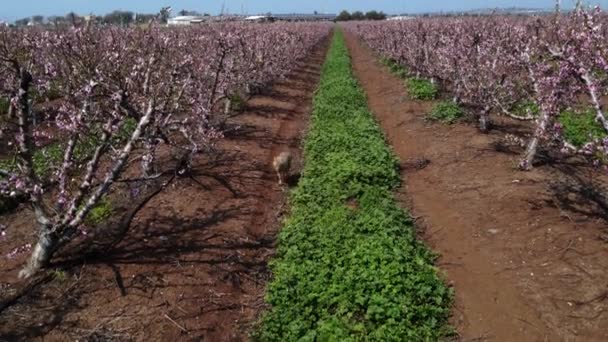 Close Shot Van Jakhals Wandelen Het Landbouwgebied Bij Israël Golan — Stockvideo